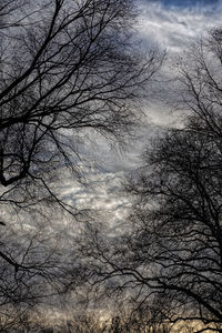 Low angle view of bare tree against sky