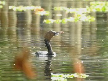 Bird in lake