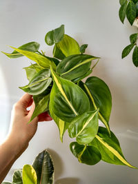 Close-up of hand holding leaves