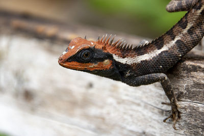 Close-up of lizard