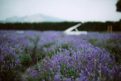 Purple flowering plants on field