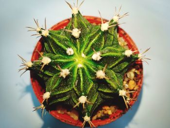 Close-up of succulent plant