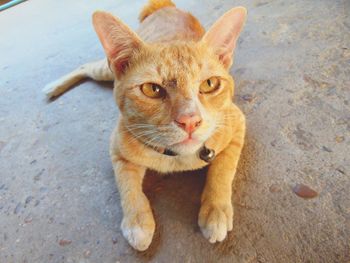 Portrait of ginger cat sitting outdoors