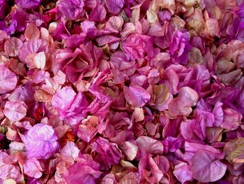 Full frame shot of pink flowering plants
