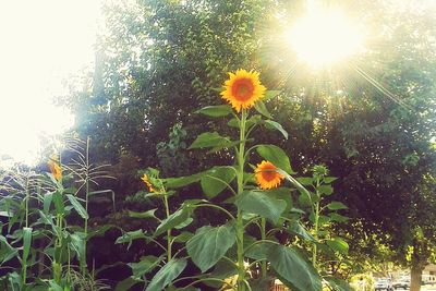 Yellow flowers blooming in park