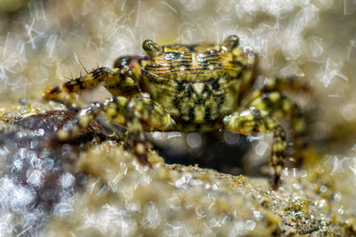 A small beach crab running around in a small pool of water during low tide