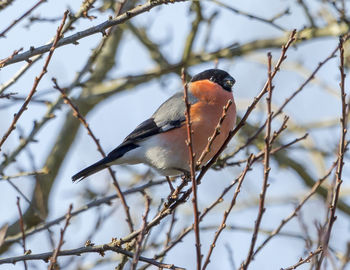 Low angle view of bullfinch perching on tree