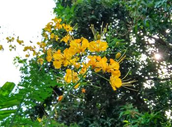 Close-up of yellow flowers