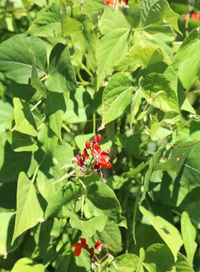 Close-up of insect on red flowering plant