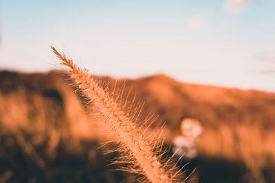 Close-up of dry plant on field against sky during sunset