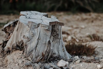 Close-up of tree stump on field