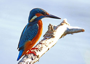 Close-up of bird perching against sky