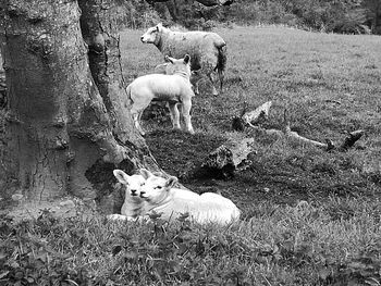 Sheep in farm