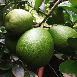 Close-up of fruits on tree