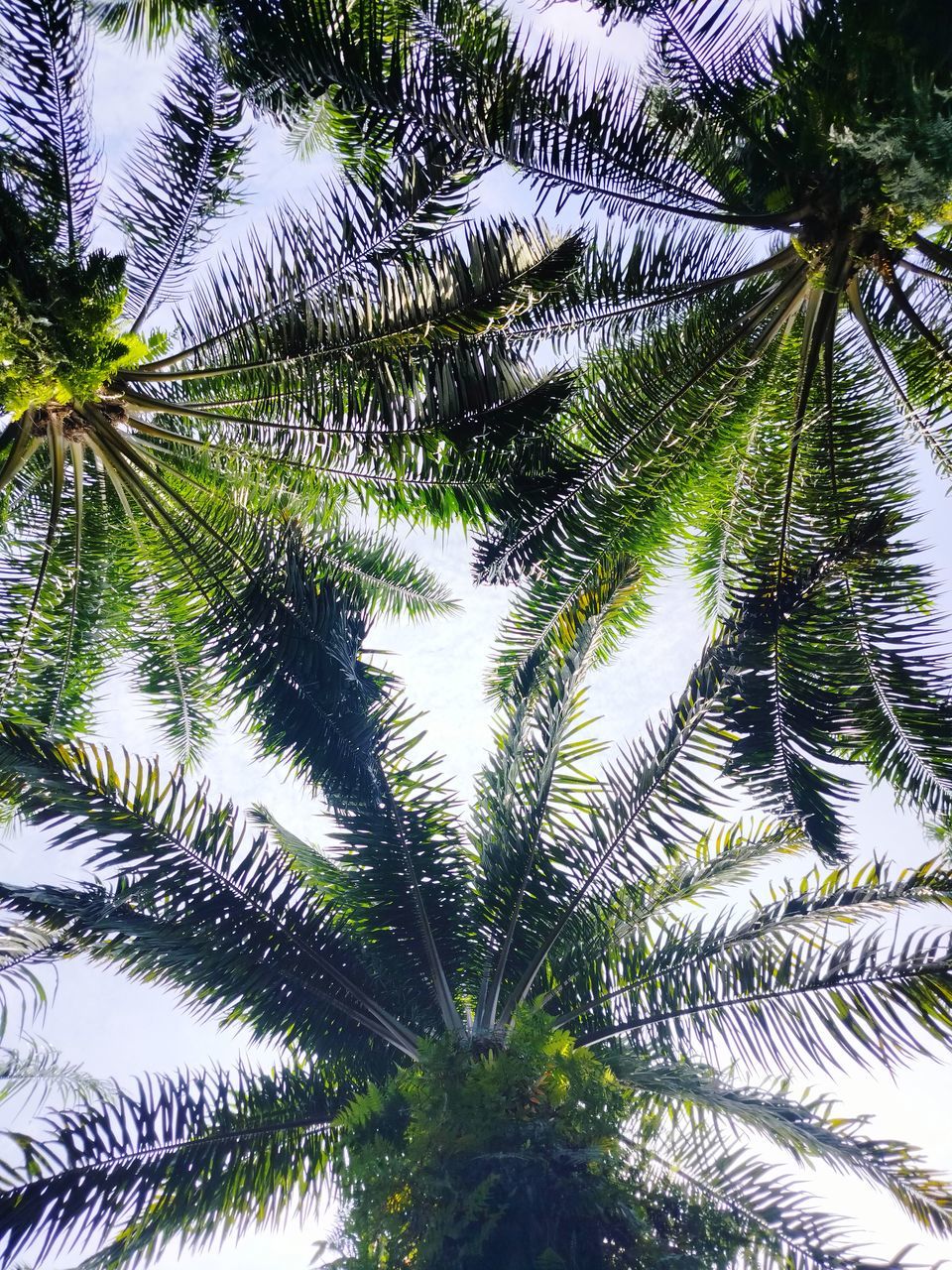 tree, plant, palm tree, tropical climate, growth, low angle view, leaf, beauty in nature, palm leaf, nature, no people, green, branch, borassus flabellifer, tranquility, plant part, sky, day, outdoors, backgrounds, tropical tree, full frame, trunk, directly below, tree trunk, sunlight