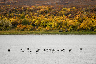 Birds in a lake