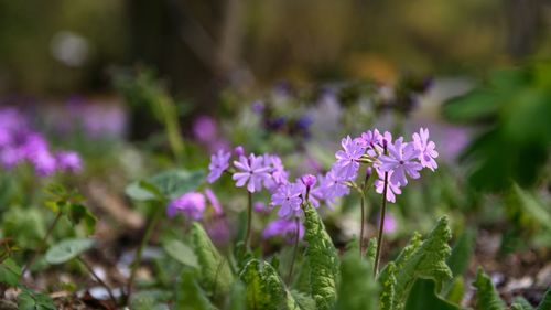 Primrose flower