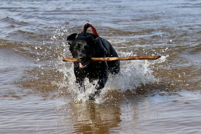 Dog running in the sea