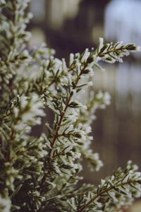 Close-up of fresh plant