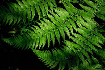 Close-up of fern leaves