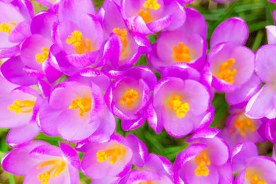 Close-up of fresh purple flowers