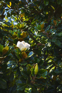 Close-up of white flowering plant