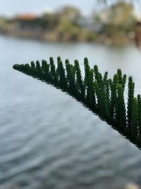 Close-up of plants in lake