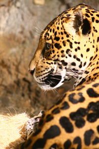 Close-up of a cat looking away