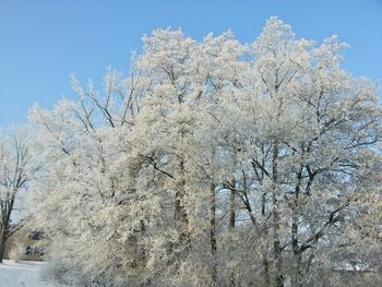 Low angle view of cherry blossom tree