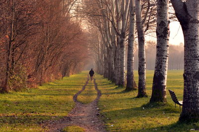 Man walking on footpath amidst trees