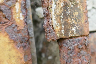 Close-up of rusty metal on tree trunk