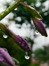 Close-up of water drops on purple flower