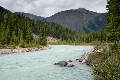 Scenic view of river in forest against sky