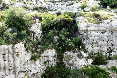 Plants growing on rocks