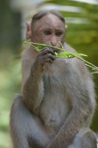 Close-up of monkey looking away while holding plant