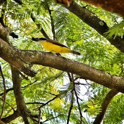 Low angle view of trees