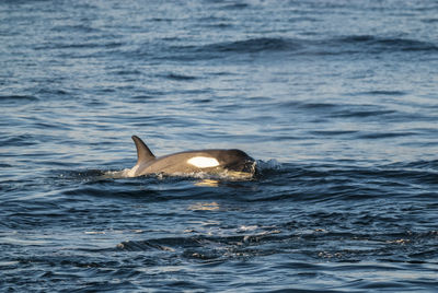 Close-up of whale swimming in sea