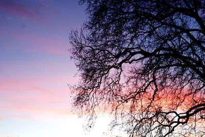 Low angle view of silhouette tree against sky during sunset