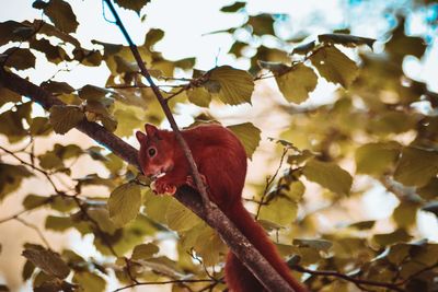 Close-up of squirrel perching on tree