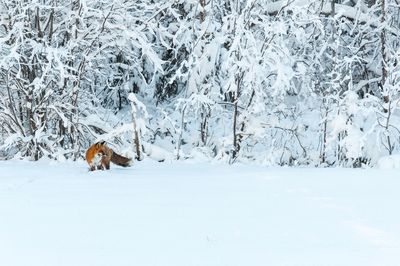 Dog in snow