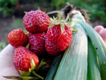 Cropped hand holding strawberries and scallion