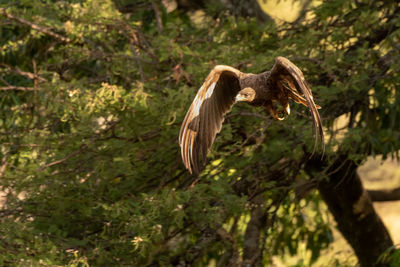 Steppe eagle with catchlight flying from tree