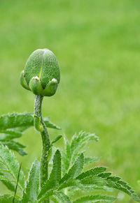 Close-up of green leaves