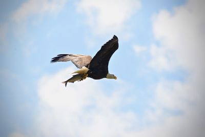 Low angle view of eagle flying in sky