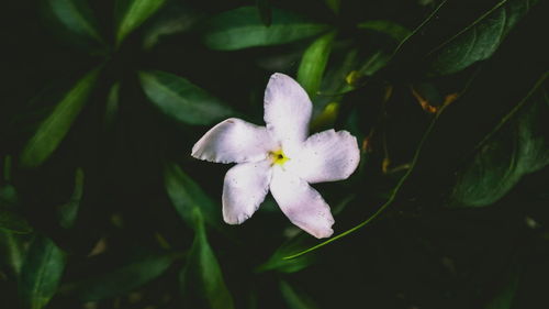 Close-up of white flowering plant