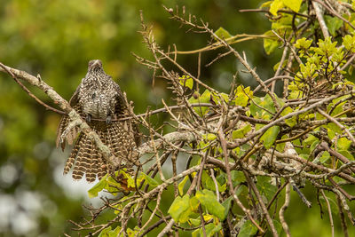 Close-up of bird perching on branch