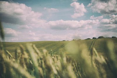 Scenic view of agricultural field against sky