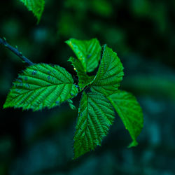 Close-up of green leaves