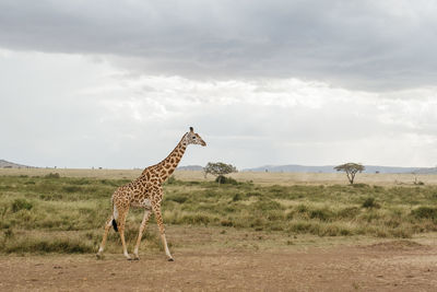 Giraffes on field against sky