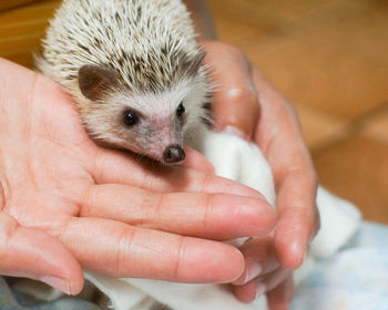 Close-up of cropped hand holding hedgehog at home